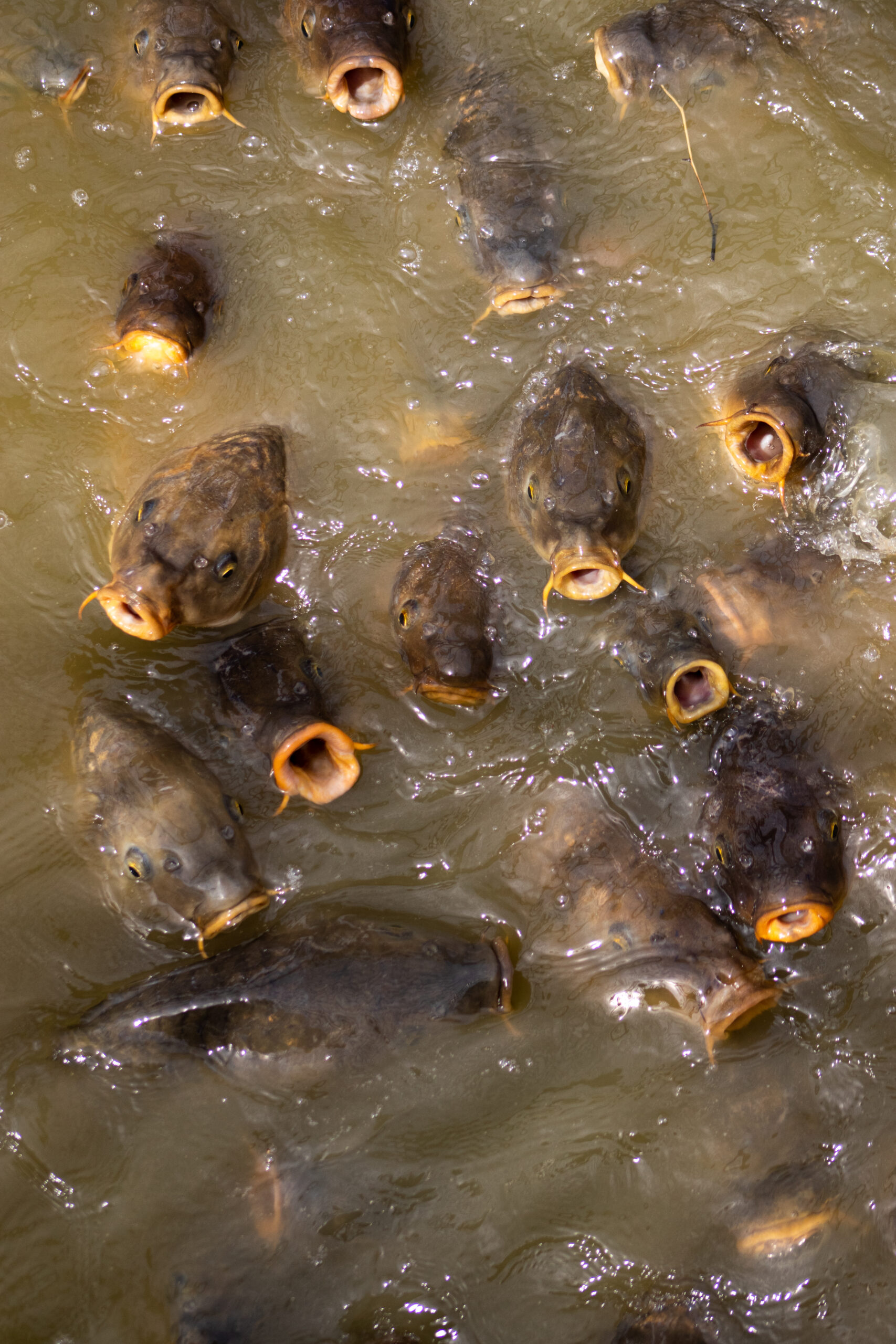 Fish