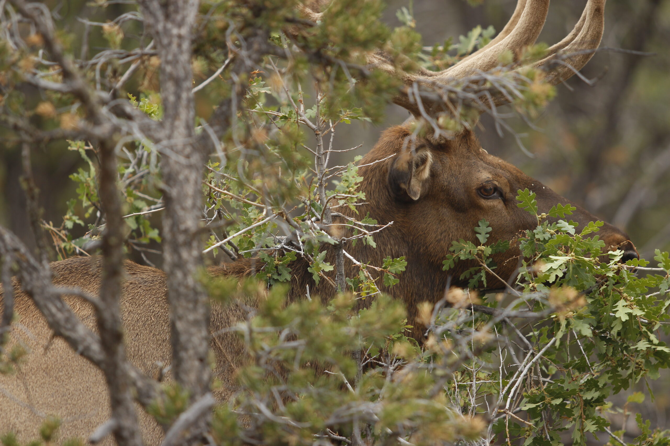 Wildlife