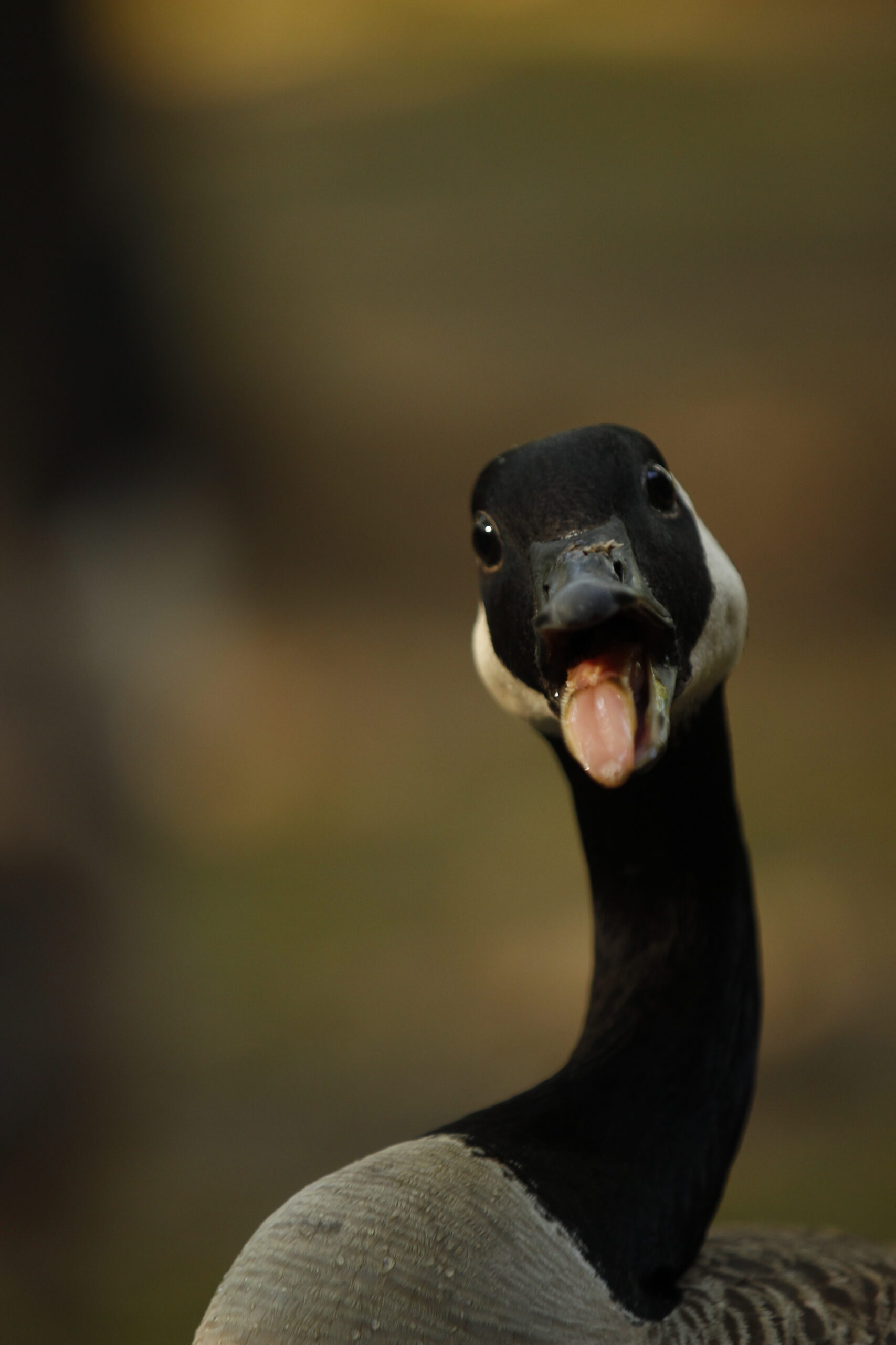 Goose