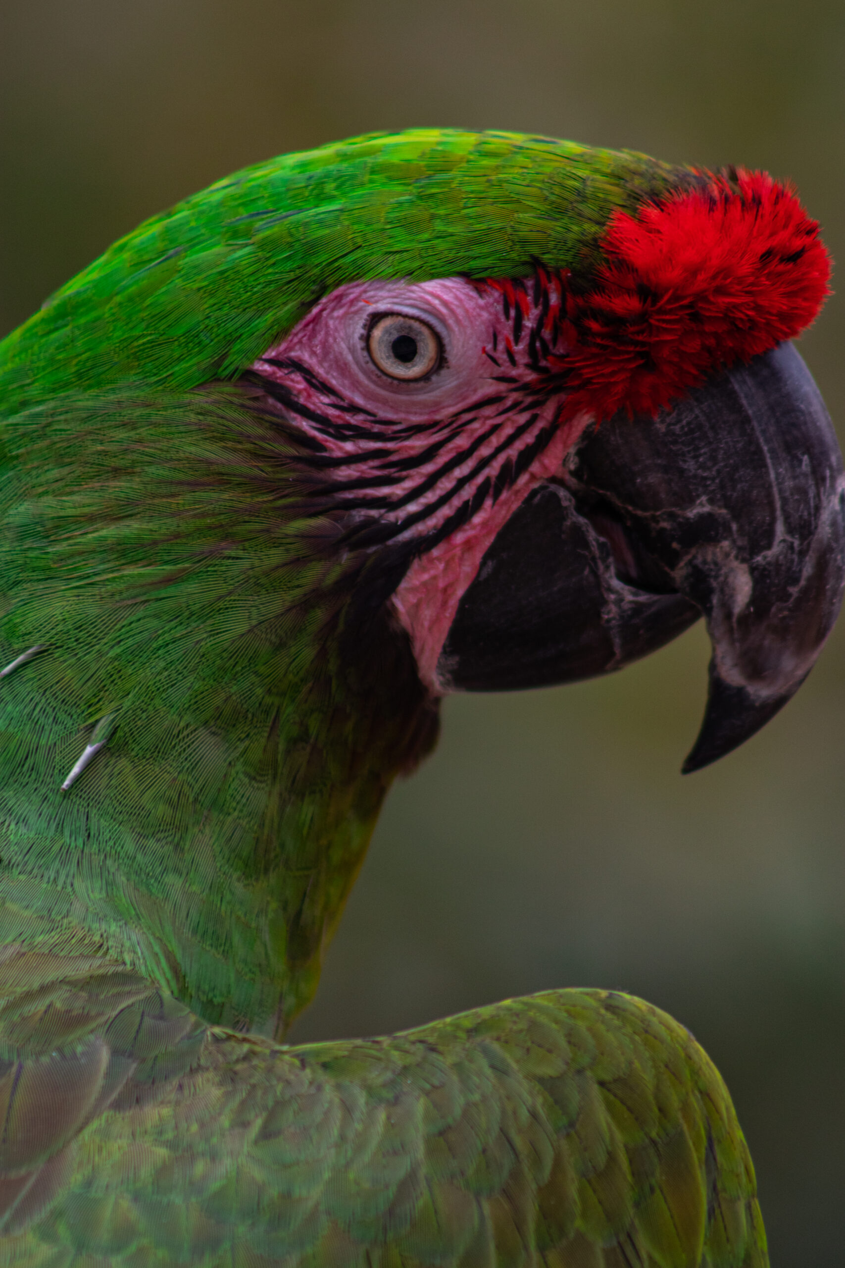 Parrot